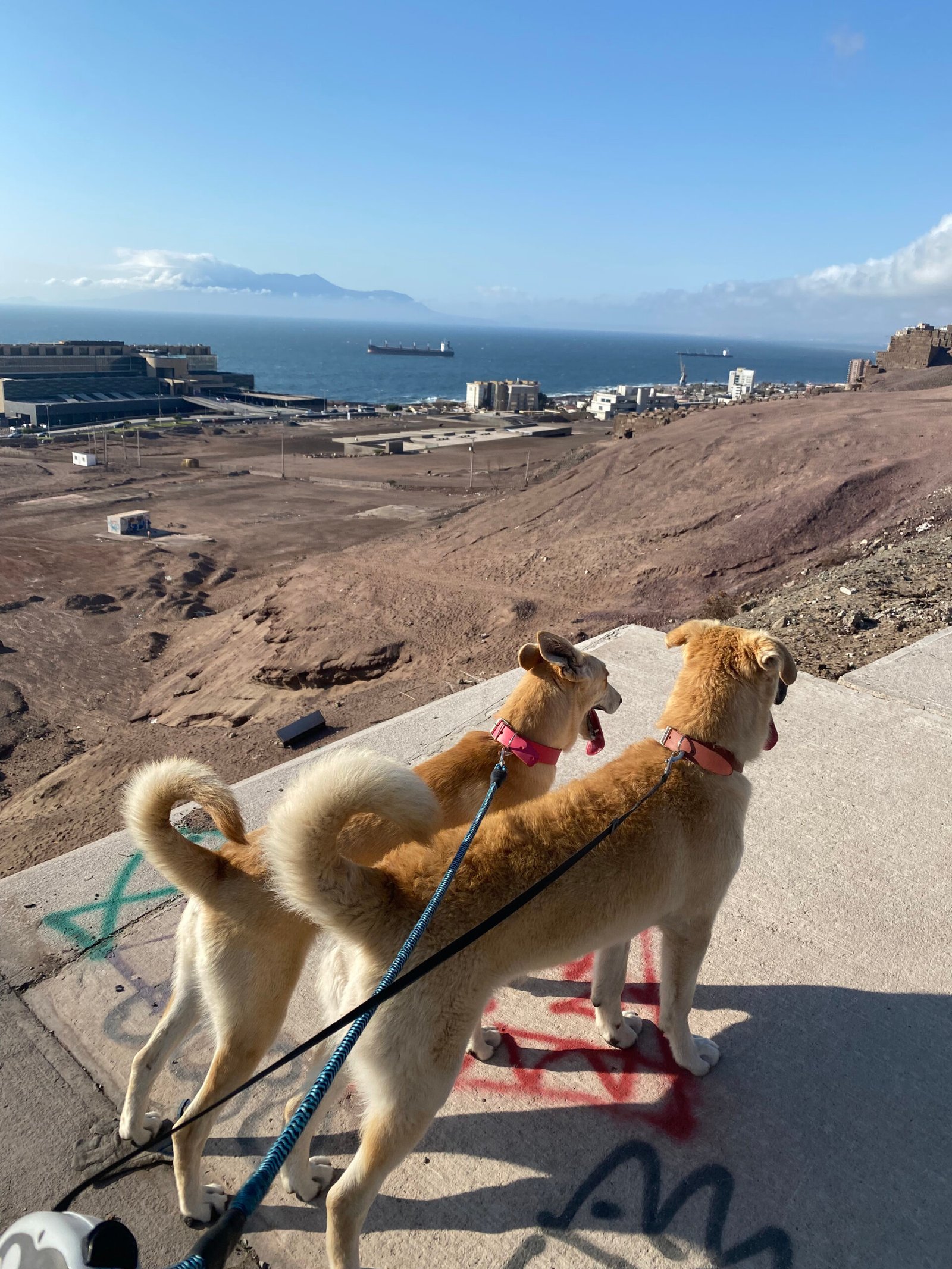Perros de paseo