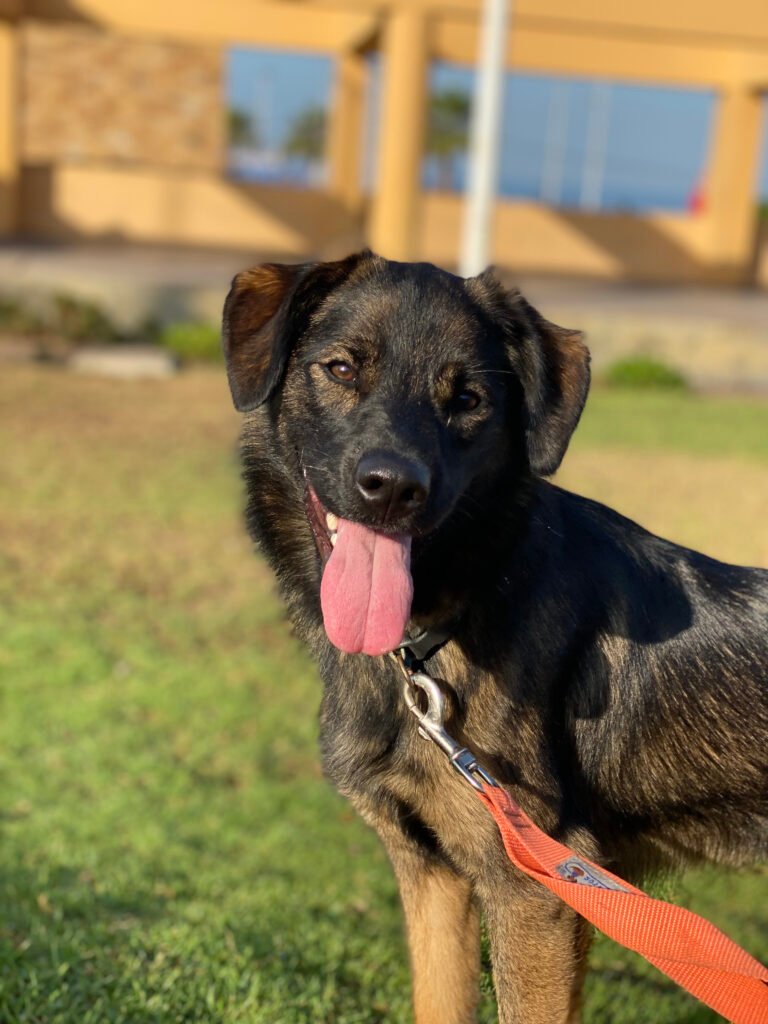 Perro feliz